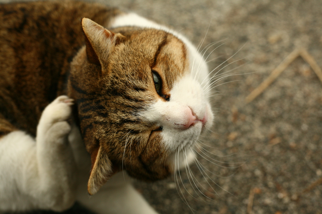 カイカイするトム君