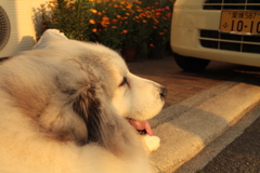 ご飯残したココさん