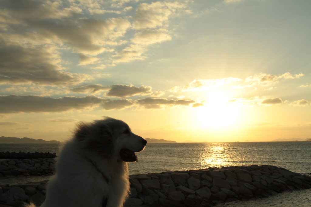 ココちゃんを散歩に連れ出す