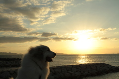 ココちゃんを散歩に連れ出す