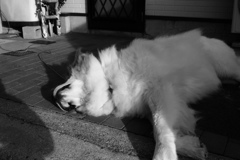 モノクロ＠2017-12-30