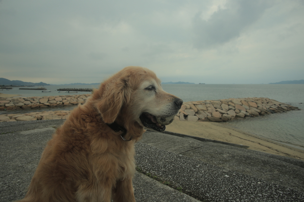 散歩してるみゅうちゃん