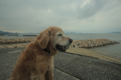 散歩してるみゅうちゃん