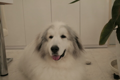 今日もポニョポニョしてるココさん 今日もポニョポニョしてるココさん