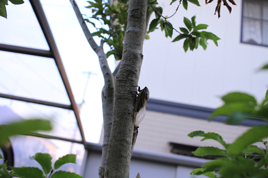 最近はクマゼミの方が多いらしい