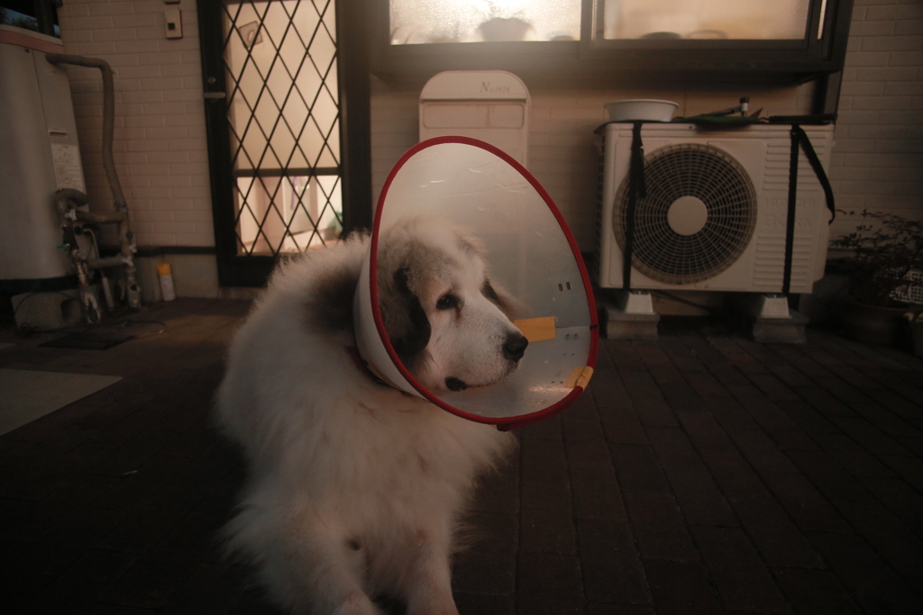 しばらくの間エリザベス夫人なココさん