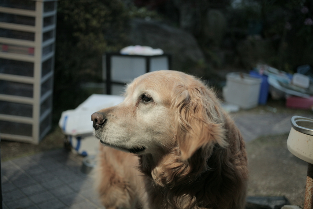 引っ越し総監督のみゅうちゃん