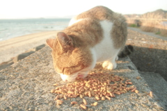 もぐもぐしてるトム君