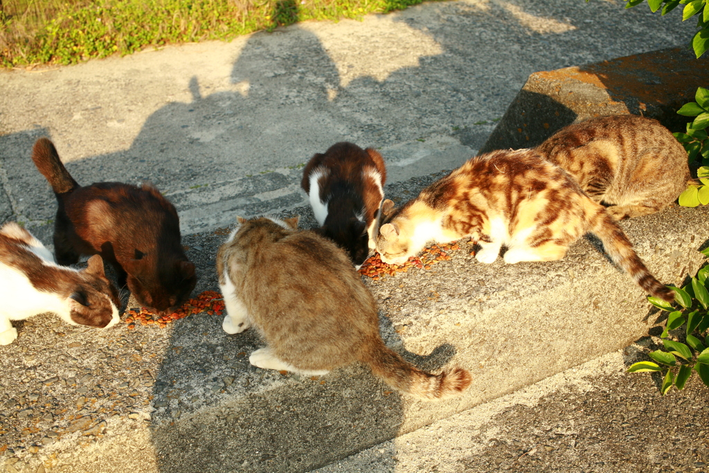 おまんまおいしい