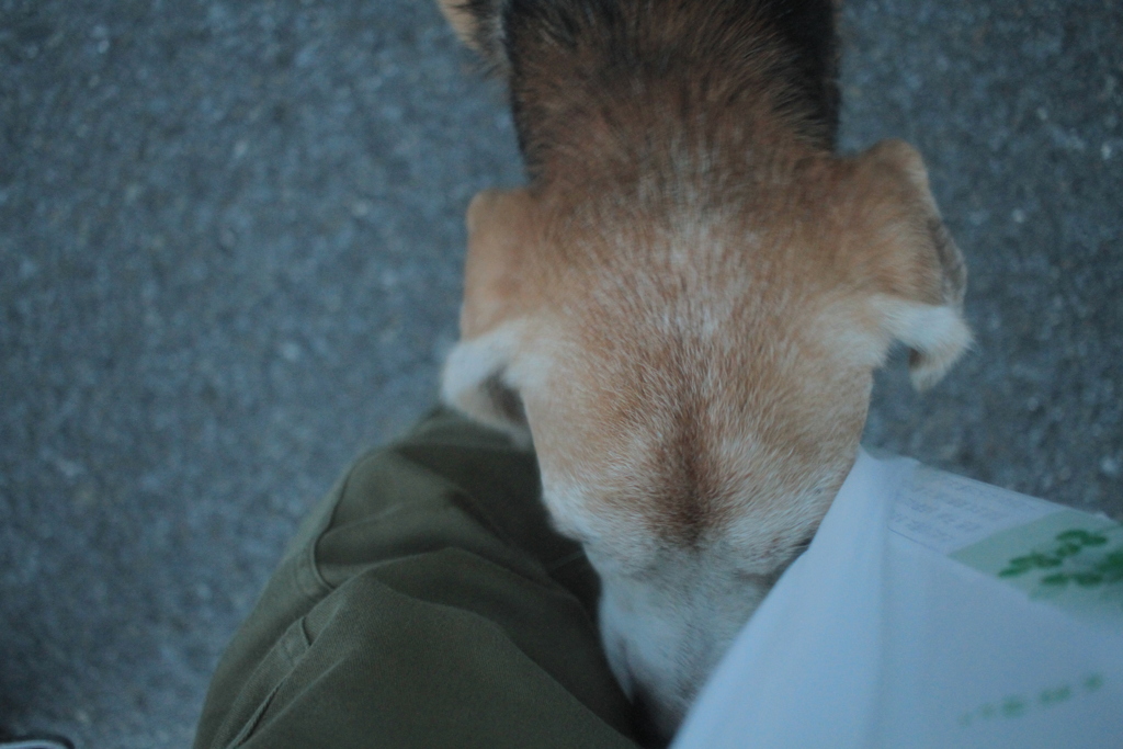 タバコの入った袋が気になるハチ君