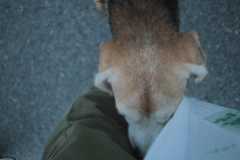 タバコの入った袋が気になるハチ君