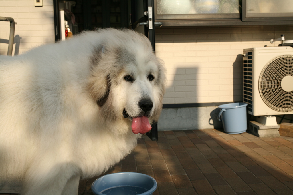 シャンプー行ってきてふかふかのココさん