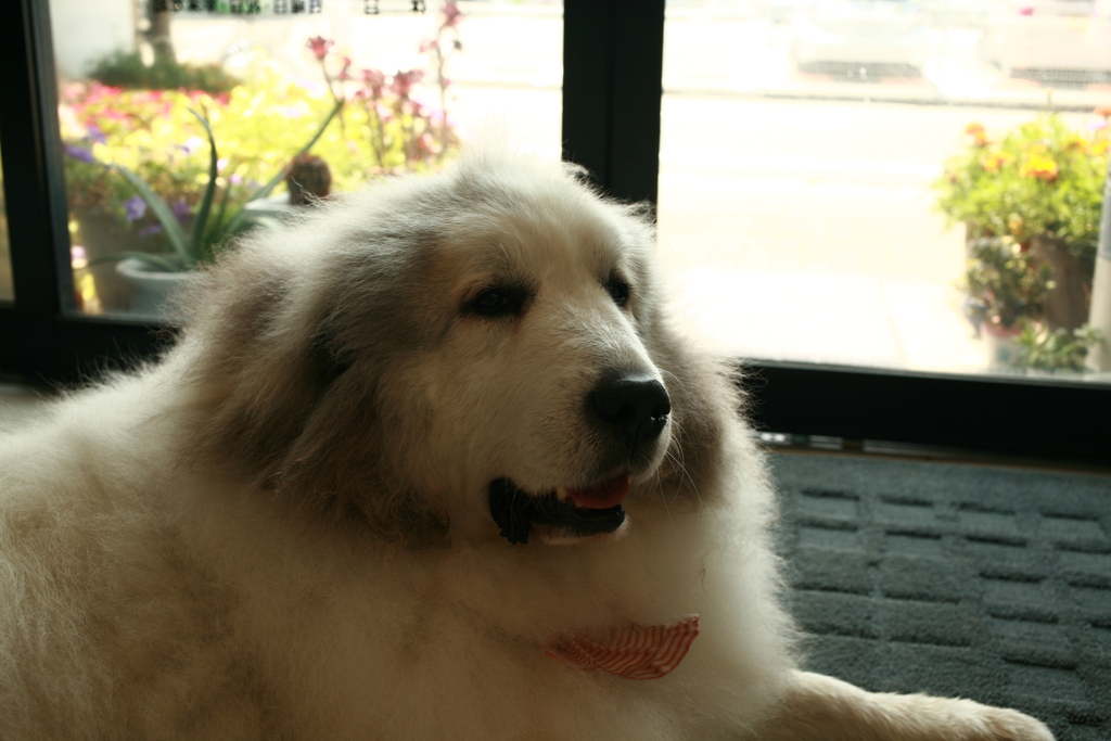 お昼お店番してるココ様