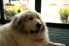 お昼お店番してるココ様