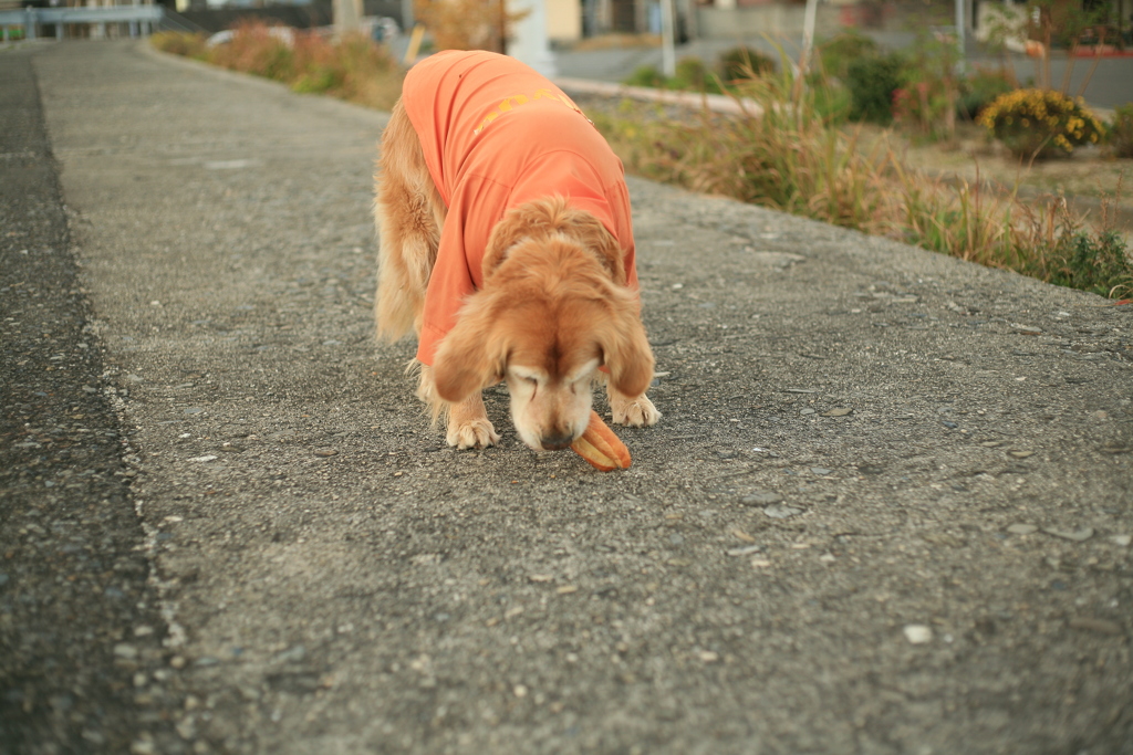 落ちてたフランスパンをがっつくみゅうちゃん