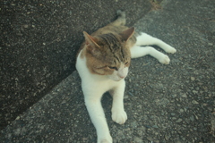 今日も元気なトム君
