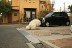 放水してるココさん