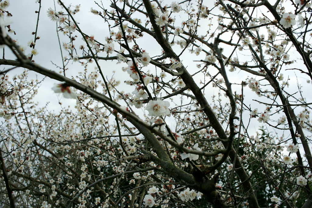 梅かなんとかさくら