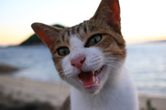 トムくん