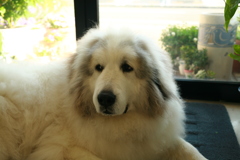 今日は愛想のいいココさん