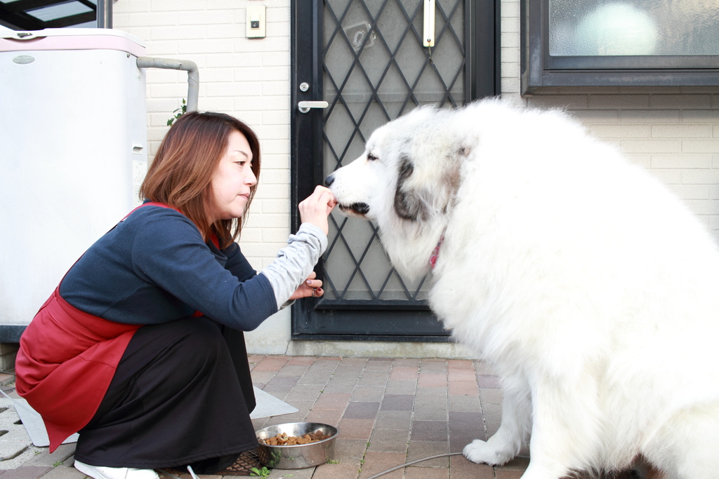 クッキーをもらうココちゃん　カラー