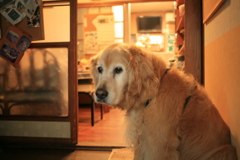 今日もお宿番してるみゅうちゃん