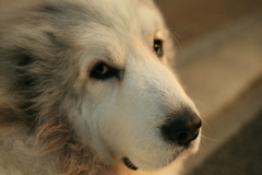 カメラ目線のココ様