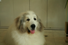 今日はめちゃめちゃ甘えん坊のココさん