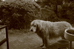 お宿番してるみゅうちゃん