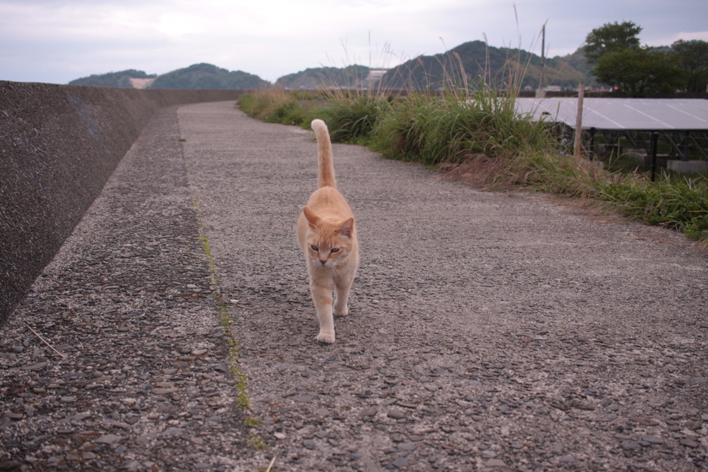 トラやんも元気です
