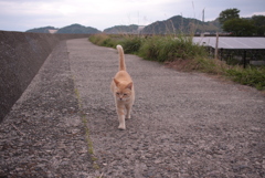 トラやんも元気です