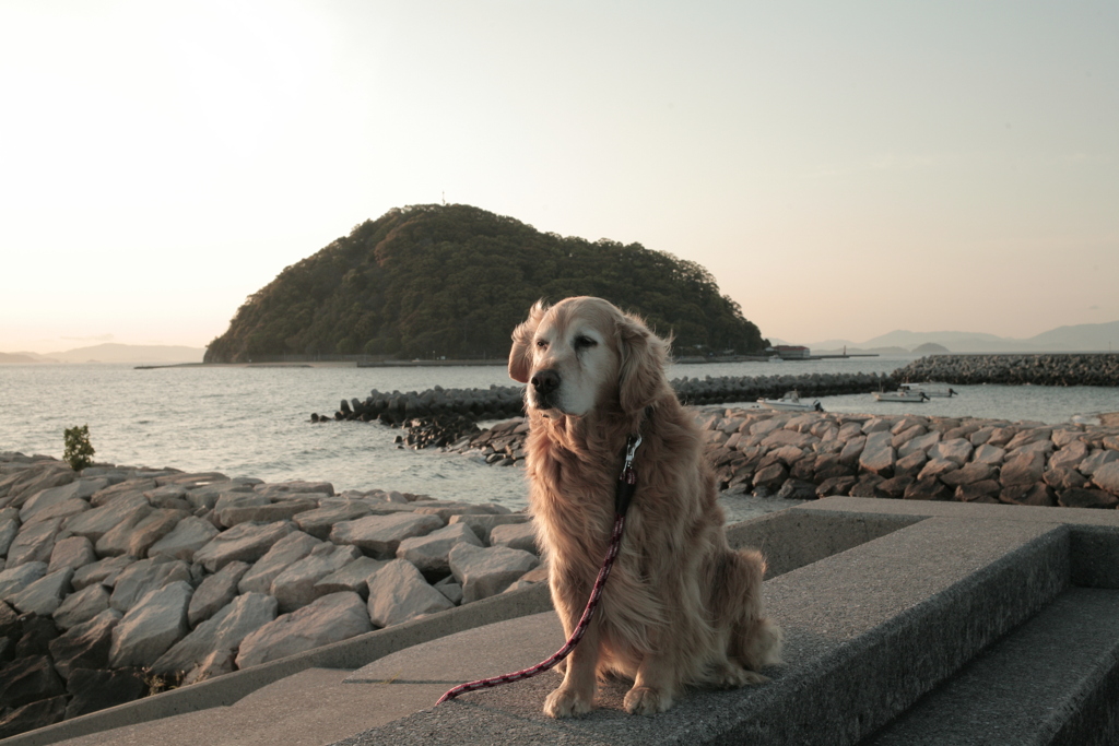 みゅうちゃんと散歩