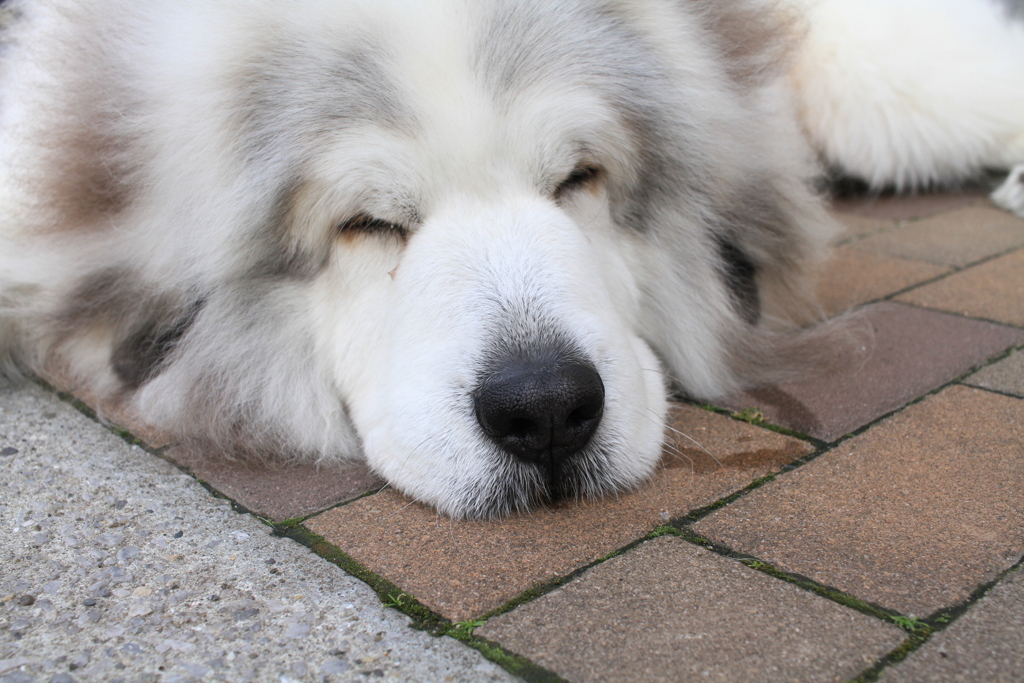 まったりしてるココちゃん