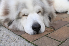 まったりしてるココちゃん