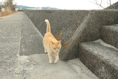 やってくるトラヤン