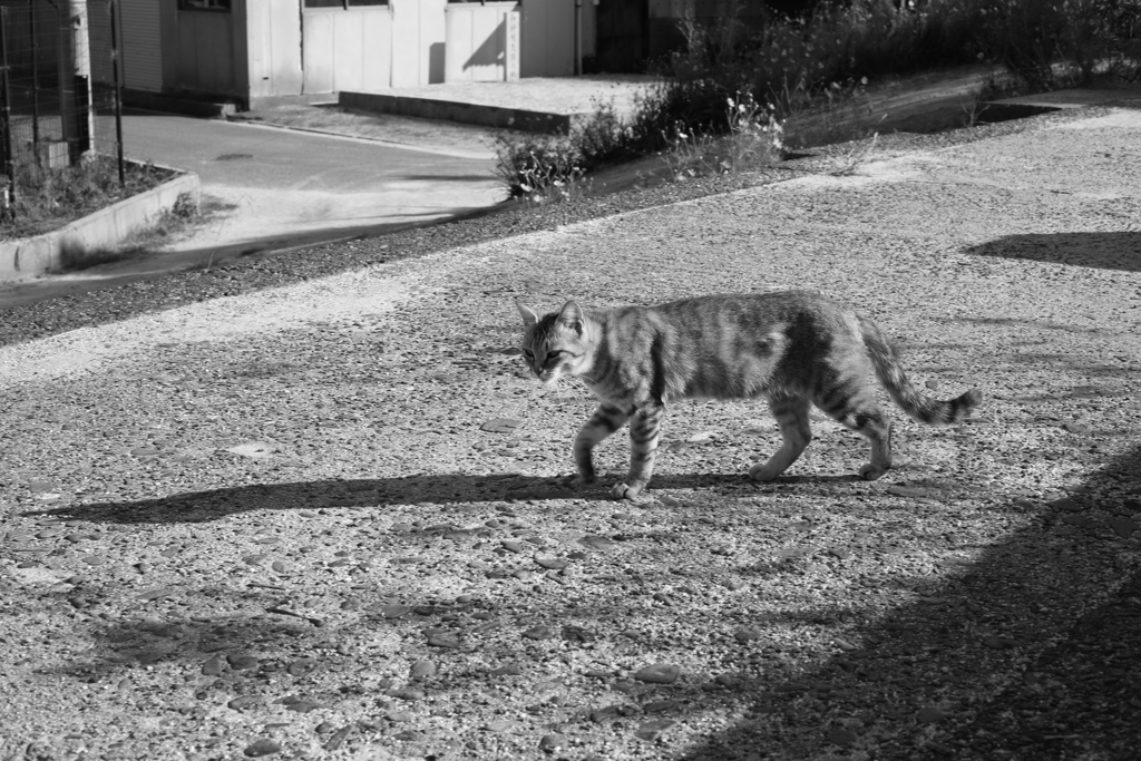 レンズの違いもあるんだろうけど、フルサイズって写りますな　!(^^)!