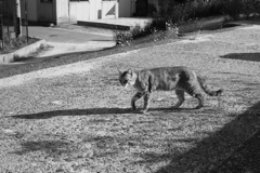 レンズの違いもあるんだろうけど、フルサイズって写りますな　!(^^)!