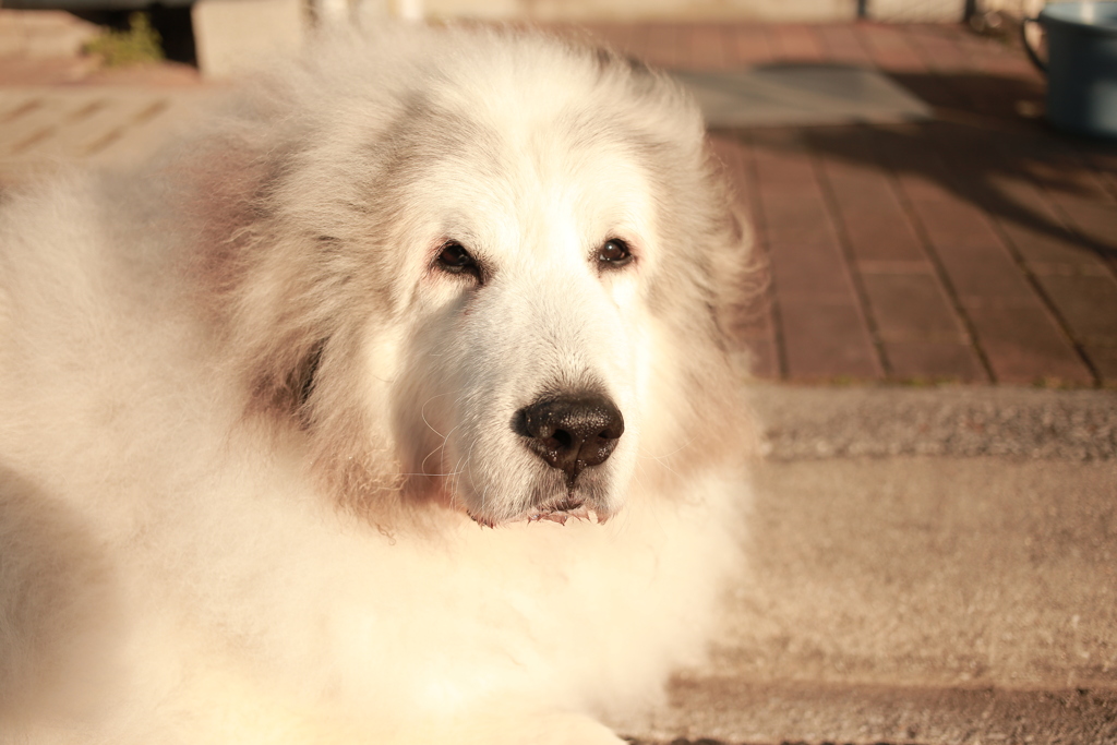 番犬してるココ様