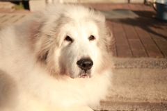 番犬してるココ様