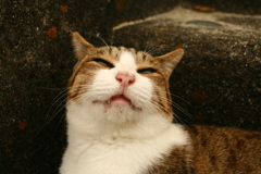 変顔のトムくん