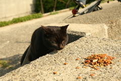 ご飯もらっていいですか？