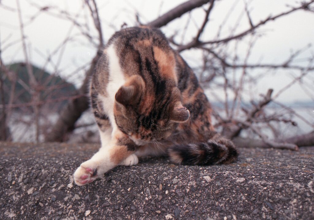 昨日の朝、Eos650(Film)にて