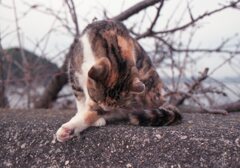 昨日の朝、Eos650(Film)にて