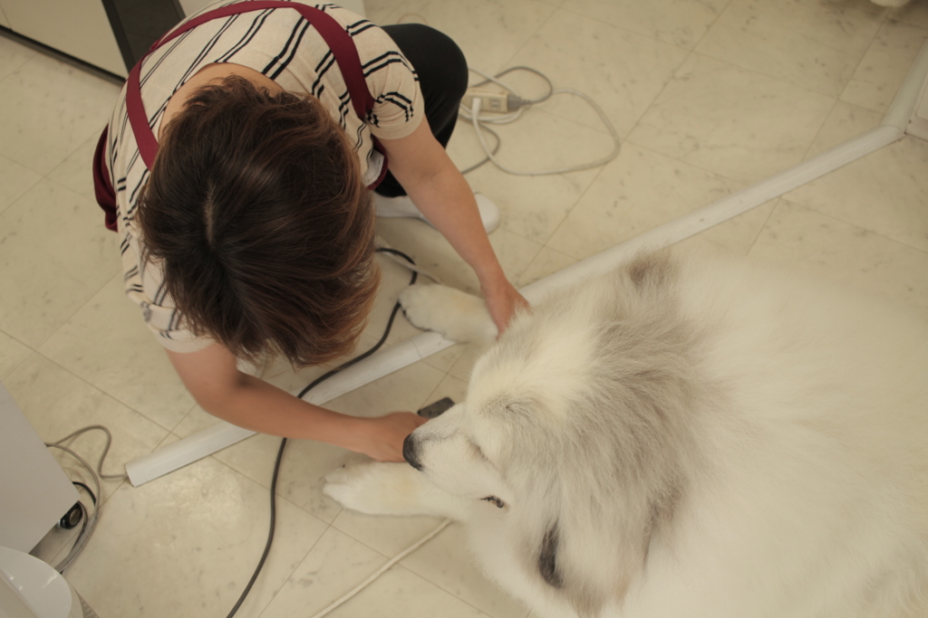 毛をといてもらうココさん