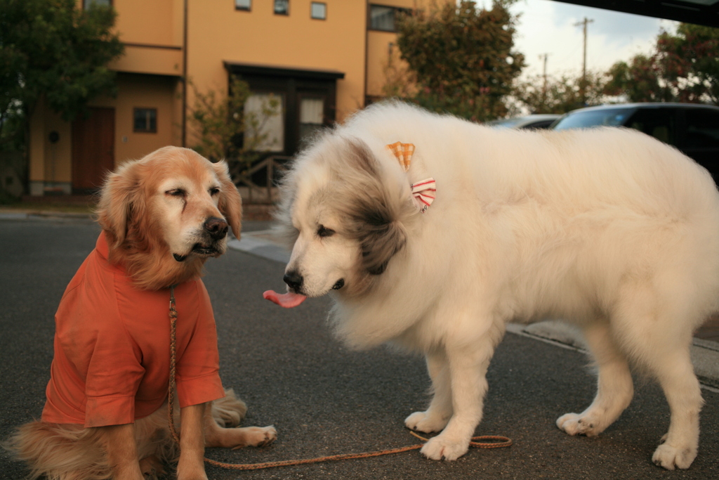 みゅうちゃんとココ様