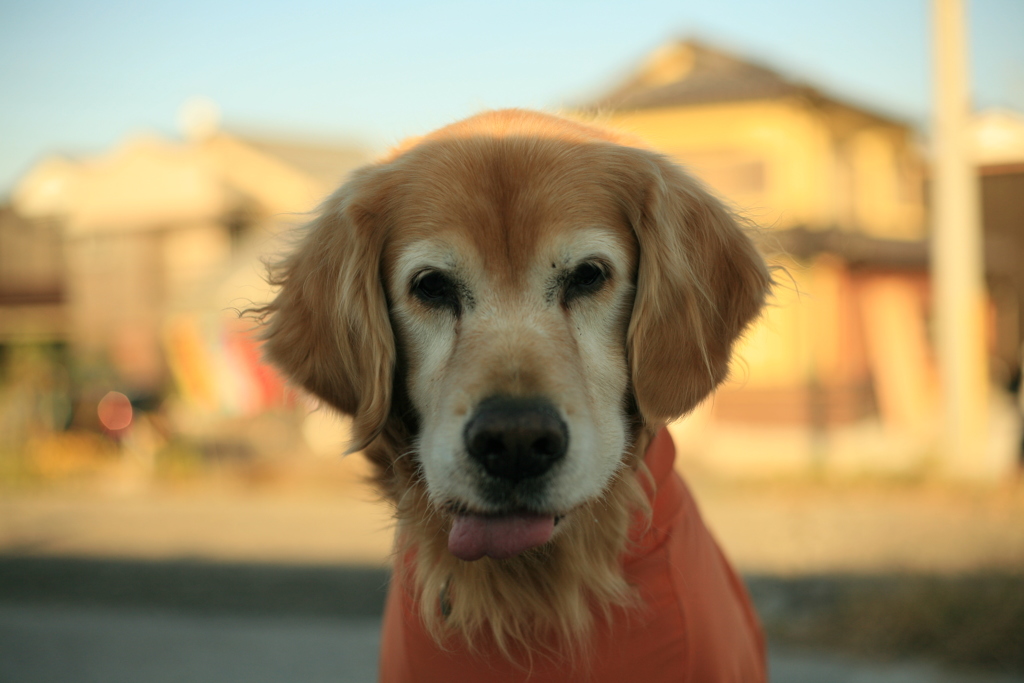 ジャーキーが欲しいみゅうちゃん