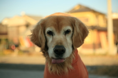 ジャーキーが欲しいみゅうちゃん