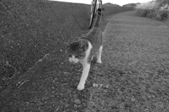 おニューのレンズでモノクロで写すという暴挙