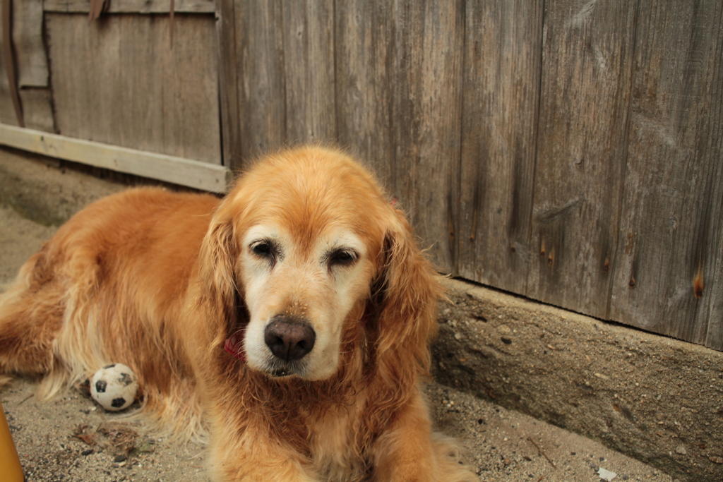 お宿番してるみゅうちゃん