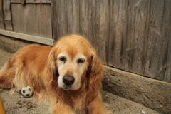 お宿番してるみゅうちゃん